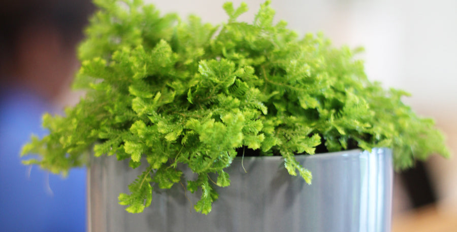 The Secret of Growing Moss – Costa Farms